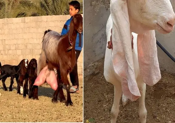 حیوانات غول پیکر؛ بز ۳۰۰ کیلویی که اندازه یک گاو هست