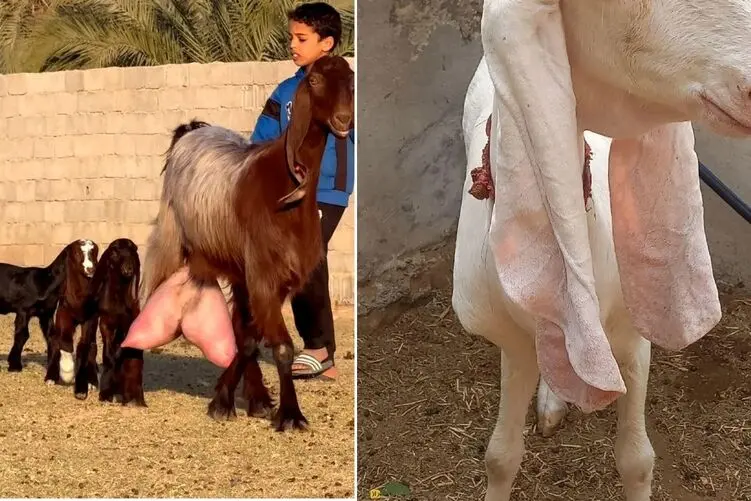حیوانات غول پیکر؛ بز ۳۰۰ کیلویی که اندازه یک گاو هست