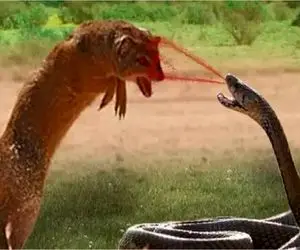 مستند حیات وحش؛ کبرا بخاطر پاشیدن زهر روی مانگوس مجازات می شود