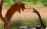 مستند حیات وحش؛ کبرا بخاطر پاشیدن زهر روی مانگوس مجازات می شود