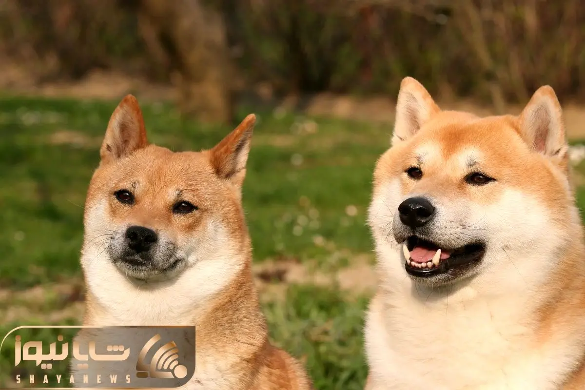 Shiba Inu