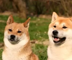 زمان آن فرا رسیده که SHIB به 0.0001 دلار برسد؟