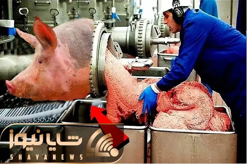 فرآوری خوک؛ خوک ها رضایت به مردن نمیدن با تله شکارشون میکنن واسه سوسیس شدن