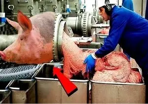 فرآوری خوک؛ خوک ها رضایت به مردن نمیدن با تله شکارشون میکنن واسه سوسیس شدن