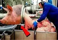 فرآوری خوک؛ خوک ها رضایت به مردن نمیدن با تله شکارشون میکنن واسه سوسیس شدن