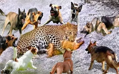 نبرد حیات وحش/ فرار پلنگ از دست سگ های وحشی/درنده ترین حیوان دنیا شدن