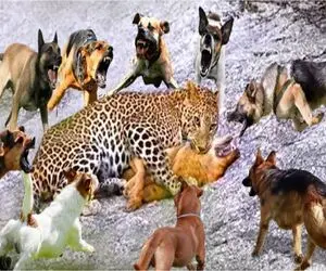 نبرد حیات وحش/ فرار پلنگ از دست سگ های وحشی/درنده ترین حیوان دنیا شدن
