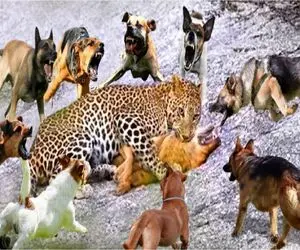 نبرد حیات وحش/ فرار پلنگ از دست سگ های وحشی/درنده ترین حیوان دنیا شدن