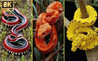 کارخانه حیوانات؛ مهندسین ژن مار ترکیب زدن برسن به نسل رنگین کمونی هیپنوتیزم کننده