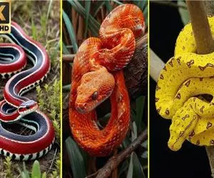 کارخانه حیوانات؛ مهندسین ژن مار ترکیب زدن برسن به نسل رنگین کمونی هیپنوتیزم کننده