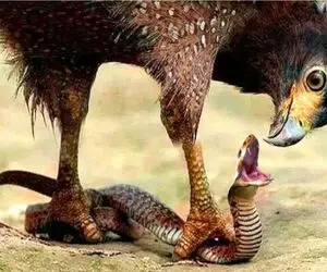 مستند حیات وحش؛ عقاب به خیال خودش شکار کرده نگو شکار شده!