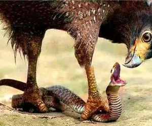 مستند حیات وحش؛ عقاب به خیال خودش شکار کرده نگو شکار شده!