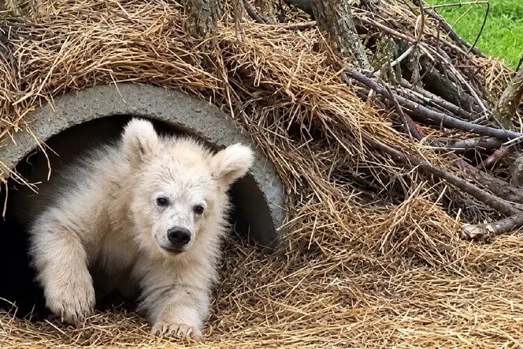 حیوانات؛ بیدار شدن خرس قهوه ای هیمالیا بعد از 6 ماه خواب زمستانی