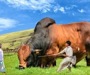 حیوانات غول جثه؛ بزرگ ترین گاوهای نر جهان برای قربانی که بیش از یک تن وزرن دارن 