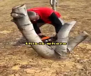 کشاورزی نوین؛ تنه درخت کهنه رو با اصول پیشرفته به زندگی برگردوندن سیب داد قد طالبی