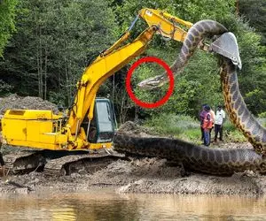 حیوانات غول پیکر؛ پیتون کله خر فکر کرد بیل مکانیکی غذاست پیچید دورش لهش کرد