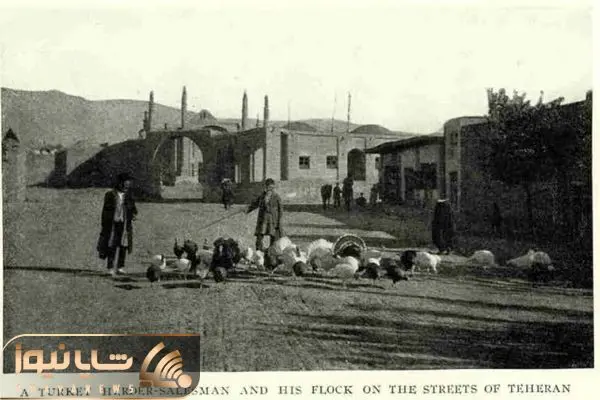 بلوقلمون چرانی