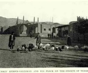 سوار ماشین زمان بشوید؛ بوقلمون چرانی ارامنه!