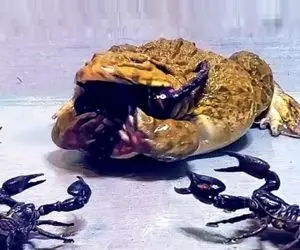 راز بقا؛ نیش عقرب سمی فیل رو از پا درمیاره ولی این جونور تپل یه لقمه چربش میکنه