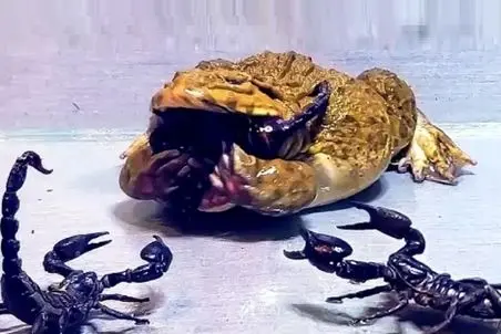 راز بقا؛ نیش عقرب سمی فیل رو از پا درمیاره ولی این جونور تپل یه لقمه چربش میکنه