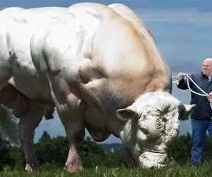 حیوانات غول جثه؛ گاوهای عظیم الجثه و سنگین وزنی که هر کدوم اندازه یه پراید وزن دارن