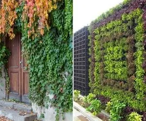 گیاهان مناسب دیوار سبز بیرونی / همیشه سبز حتی در زمستان و سازگار با آب و هوای ایران