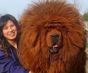 حیوانات غول پیکر و باورنکردنی!