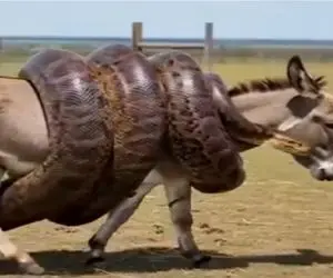 حیات وحش؛ پیتون غول پیچید به پر و پایس الاغ ببلعه ناله هاش تمومی نداره