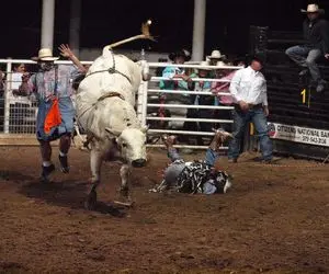 تاخت‌وتازهای خونین‌؛ گاو سرکش اول بازی غلت زد تمام استخونای گاوچرون رو شکست 