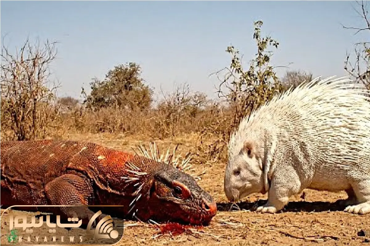 حیات وحش بی رحم؛ جوجه تیغی زیرک با استراتژی تیغاشو رها کرد کومودو سوراخ شه