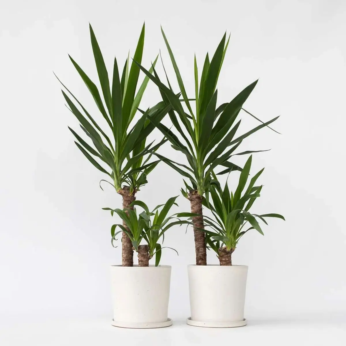 Yucca-3