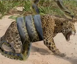 شاهکار حیات وحش / پیتون ددمنش پیچید دور یوزپلنگ آماده اش کرد برای بلعیدن