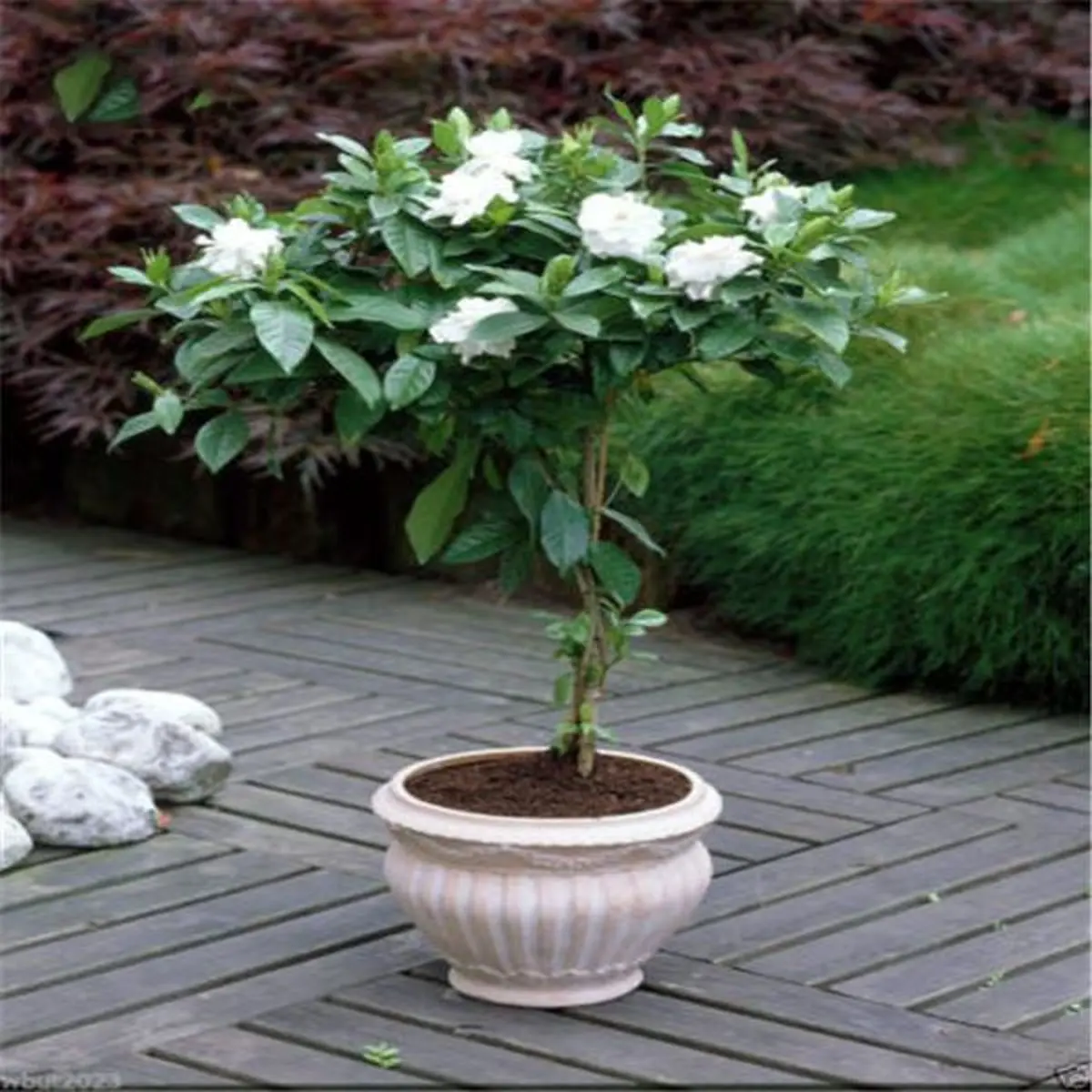 1504205232.گاردنیا گلدانی زیبا معطر