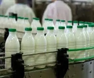 شیرهای ایرانی سر از چین درآوردند