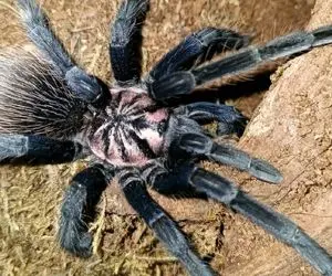 مستند | جفت گیری عنکبوت سالمون پینک | ویدیو