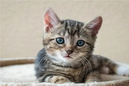 طنز حیات وحش/مادر بچه گربه ضد حال زد بهش/قاطی خرگوشا شده بود کشیدش بیرون