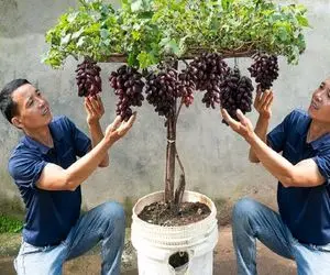 کشاورزی بدیع؛ راز رشد انگور برای داشتن دانه هایی درشت و شیرین و لوستری