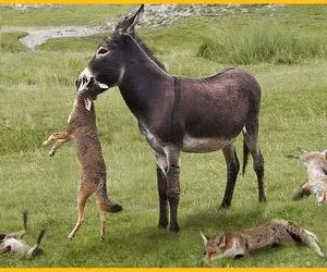 از بدایع حیات وحش؛ الاغ عصبی که هار میشه شیر و کفتار جلوش کم میارن همه رو میگازه