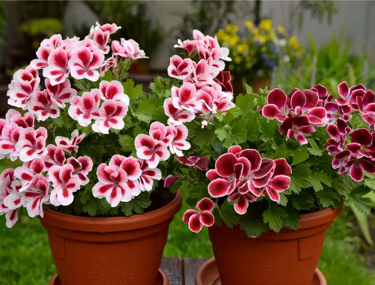 Geraniums-6