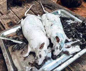 فرآوری موش؛ موهای موش سیاه و کریه زنده رو تراش میده سس مایونز میزنه درسته سرخ میکنه