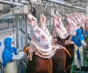 فرآوری گاو؛ گاو 280 کیلویی رو دار زد مثل موز پوستشو کند خورد و بسته بندی کرد