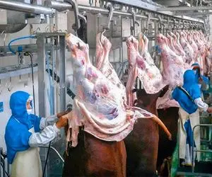 فرآوری گاو؛ گاو 280 کیلویی رو دار زد مثل موز پوستشو کند خورد و بسته بندی کرد