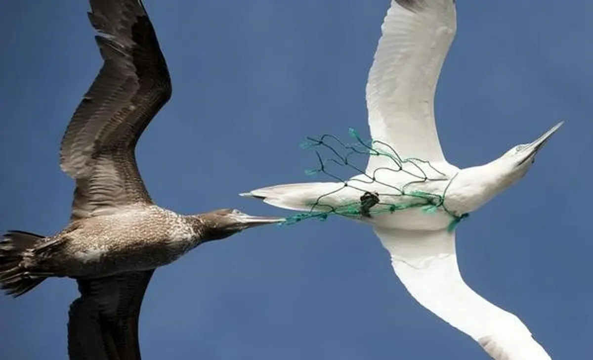 رها کردن زباله در طبیعت