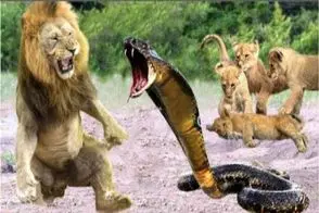 مستند حیات وحش / نبرد مفلوکانه شیر وقتی زهر کارش را تمام کرد