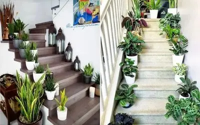 گیاهان آپارتمانی مختص نگهداری در راه پله سرد و کم نور در زمستان؛ همیشه سبز و با دوام