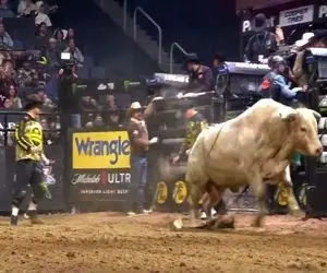 تاخت و تازهای خونین؛ گاو عصیانگر تو بازی شاخشو کرد تو شکم گاوچرون از حال رفت