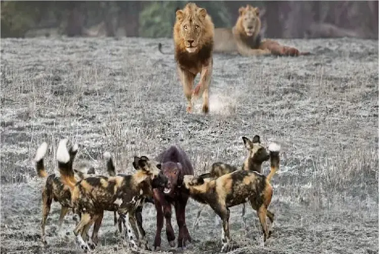 مستند حیات وحش؛ نبرد شیرها و سگ‌های وحشی بر سر دو قلوهای بوفالو