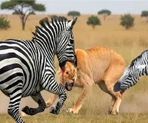 شاهکار حیات وحش / خر راه راه اگر رد دهد هیچ شکارچی را به رسمیت نمی شناسد