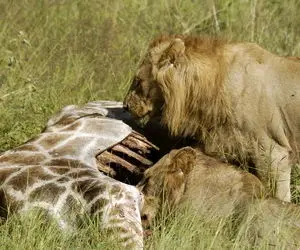 مستند حیات وحش؛ شیرها برای صبحانه زرافه خوردن