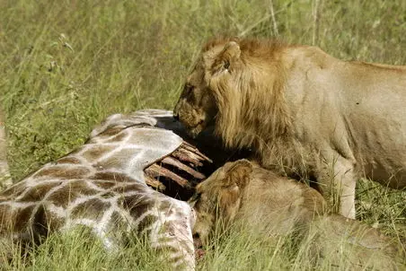 مستند حیات وحش؛ شیرها برای صبحانه زرافه خوردن